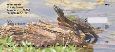 Curious Turtles