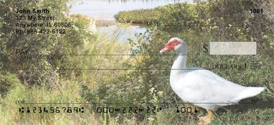 White Ducks