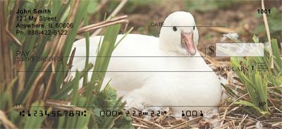 White Ducks