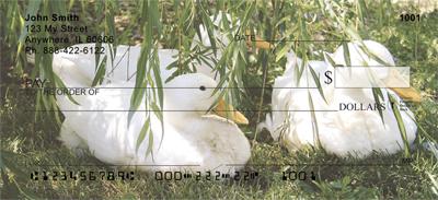 White Ducks