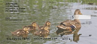 Duck Families