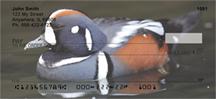 Harlequin Ducks