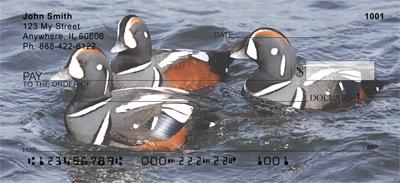 Harlequin Ducks