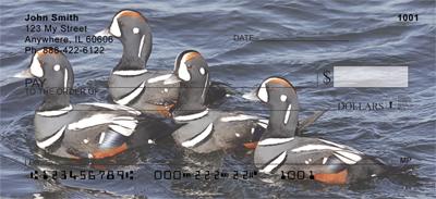 Harlequin Ducks