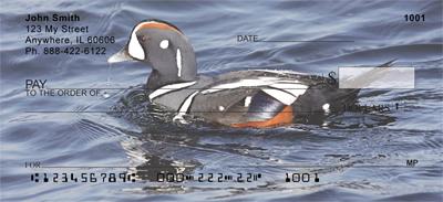 Harlequin Ducks