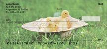 Cute Ducklings