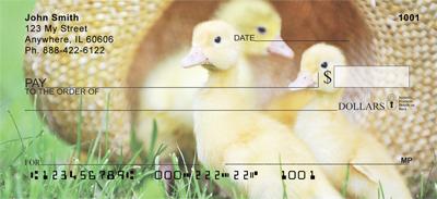 Cute Ducklings