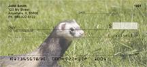 Ferrets In The Grass