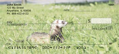 Ferrets In The Grass