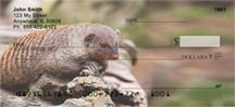 Banded Mongoose