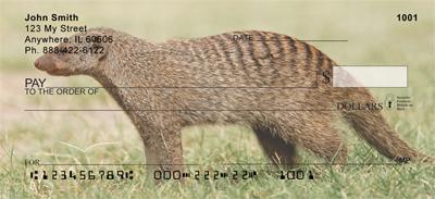 Banded Mongoose