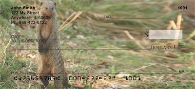 Banded Mongoose