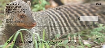 Banded Mongoose