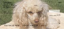 Apricot Poodles