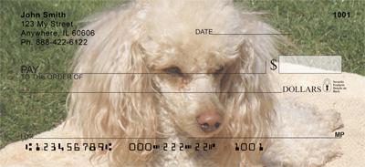 Apricot Poodles
