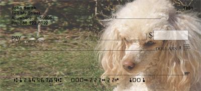 Apricot Poodles
