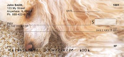 Apricot Poodles
