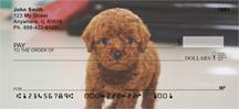 Red Toy Poodle