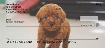 Red Toy Poodle