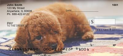 Red Toy Poodle