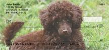 Chocolate Poodles
