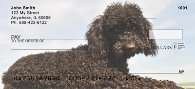 Chocolate Poodles