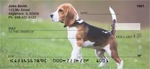 Beagle Puppy