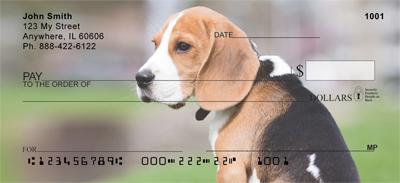 Beagle Puppy