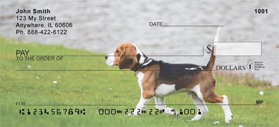 Beagle Puppy