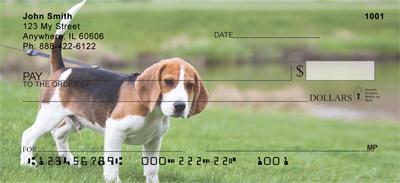 Beagle Puppy