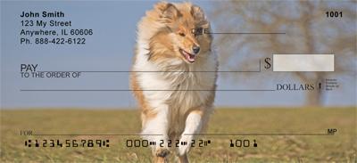 Playful Collies