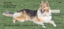 Collies In The Grass