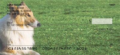 Collies In The Grass