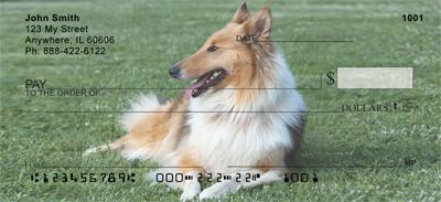 Collies In The Grass