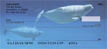 Beluga Whales
