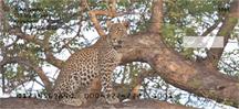 Leopard In Tree