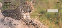 African Leopards