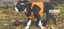 Playful Boston Terriers