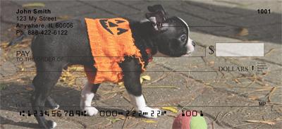 Playful Boston Terriers