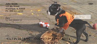 Playful Boston Terriers