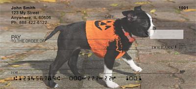 Playful Boston Terriers