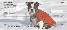 Boston Terriers In The Snow
