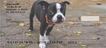 Curious Boston Terriers