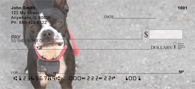 Curious Boston Terriers