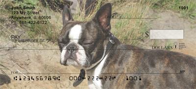 Curious Boston Terriers