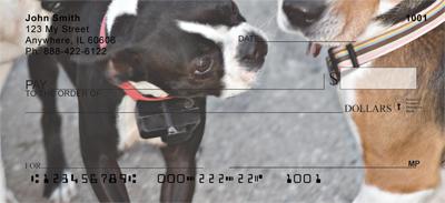 Curious Boston Terriers