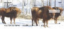 Bison In Winter