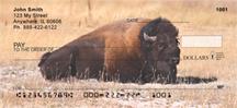 Bison Resting