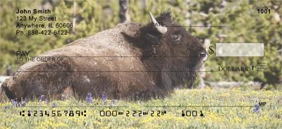 Bison Resting