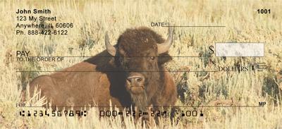 Bison Resting